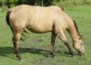 dewars8-27c.jpg