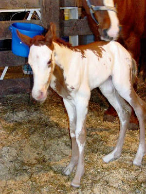 filly1.jpg