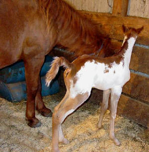 filly4.jpg