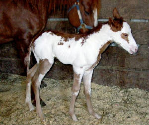 filly5.jpg