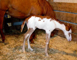 filly6.jpg