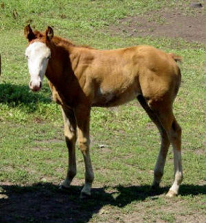 lillyfilly.jpg