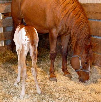 filly3.jpg