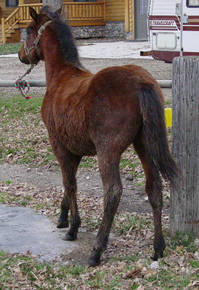 jesse11-20rear.jpg